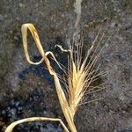 Hordeum marinum फल