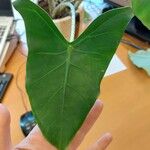 Alocasia zebrina Leaf