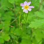 Cosmos parviflorus Flower