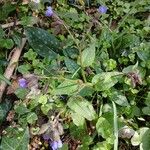 Pulmonaria affinis Libunga