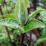 Deutzia scabra Fuelha