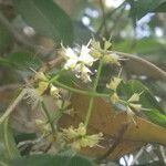 Syzygium guineense