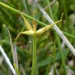 Carex pauciflora Λουλούδι