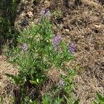 Lupinus argenteus Levél