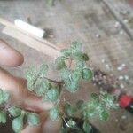 Crassula expansa ഇല