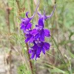 Delphinium consolida പുഷ്പം