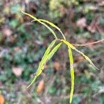 Salix eleagnos Leaf