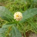 Alternanthera philoxeroides പുഷ്പം