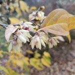 Chimonanthus praecox Floare