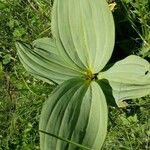 Gentiana lutea List