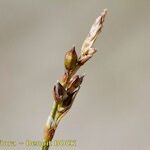 Carex glacialis Fruct