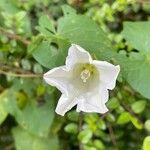 Calystegia silvatica Habitatea