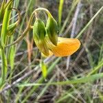 Lathyrus annuus Квітка