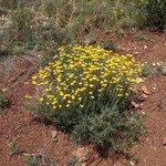 Helichrysum saxatile Агульны выгляд