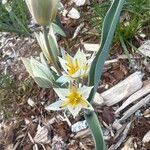 Tulipa turkestanica Flor