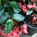 Begonia coccinea অভ্যাস