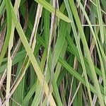 Sesleria caerulea Blad