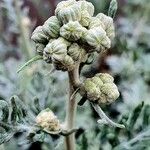 Jacobaea maritima Outro