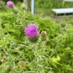 Cirsium vulgareKwiat