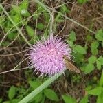 Cirsium texanumBlüte