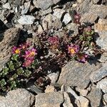 Saxifraga biflora 花