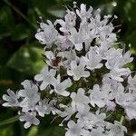 Valeriana montana ফুল