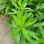 Solidago speciosa Blad