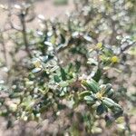 Olearia solandri पत्ता