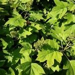 Hydrangea quercifolia Tervik taim