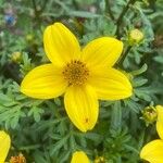 Bidens ferulifolia Kvet