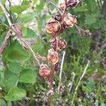 Pedicularis sceptrum-carolinum Fruit