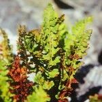 Woodsia alpina Hoja