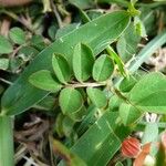 Indigofera hendecaphylla Blad