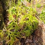 Lycopodium complanatum Flower