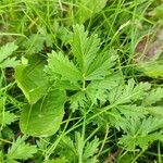 Potentilla tobolensis