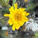 Picris hieracioides Flower