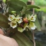 Calyptrochilum christyanum Кветка