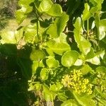 Cissus trifoliata Flor