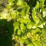 Cissus trifoliata Flower