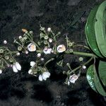 Adelobotrys adscendens Flor