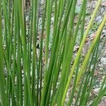 Juncus effusus Hoditra