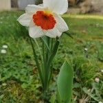 Narcissus × medioluteus Blomma