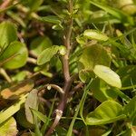 Nasturtium microphyllum 葉