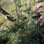 Cupressus lusitanicaᱥᱟᱠᱟᱢ