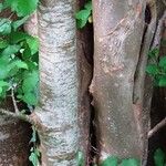 Zelkova carpinifolia Bark