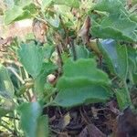 Pelargonium acetosum Leaf