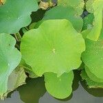 Nelumbo nucifera 葉