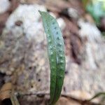 Microgramma mauritiana Leaf