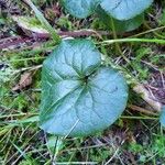 Asarum caudatum Yaprak