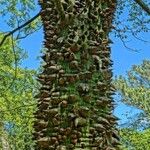 Ceiba chodatii Bark